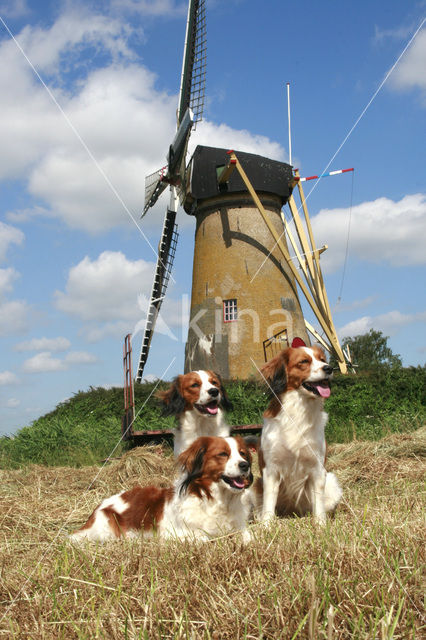 Kooikerhond (Canis domesticus)