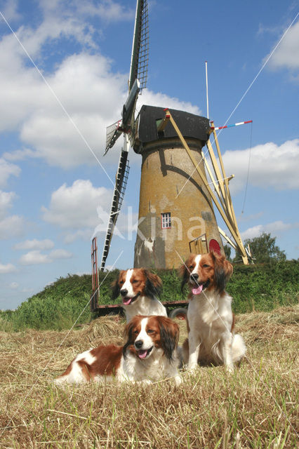 Kooikerhond (Canis domesticus)