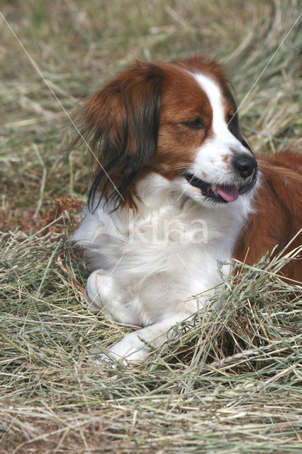 Kooikerhond (Canis domesticus)