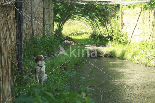 Dutch Decoy Spaniel