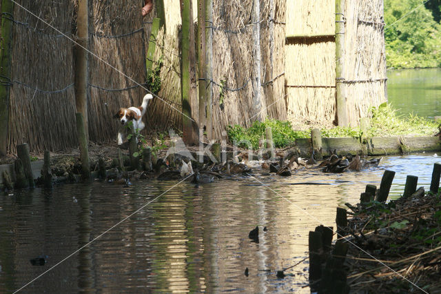 Kooikerhond (Canis domesticus)