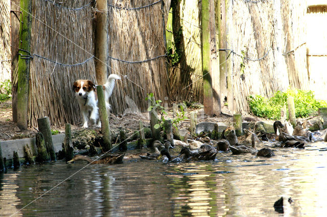 Kooikerhond (Canis domesticus)