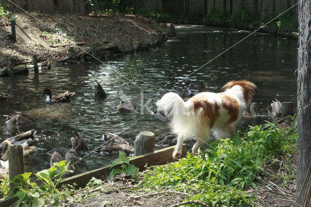 Kooikerhond (Canis domesticus)