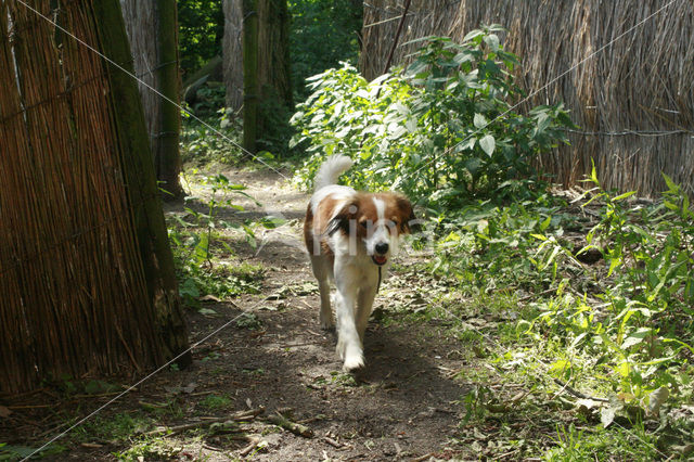 Kooikerhond (Canis domesticus)