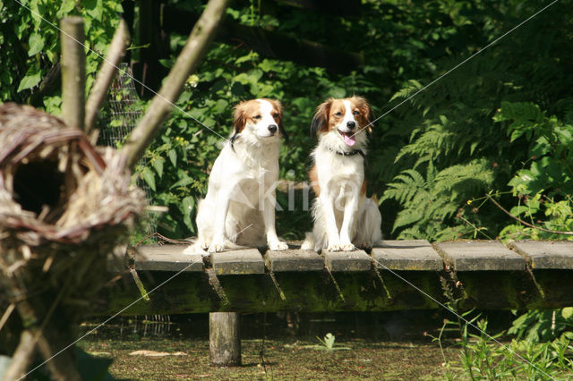 Kooikerhond (Canis domesticus)