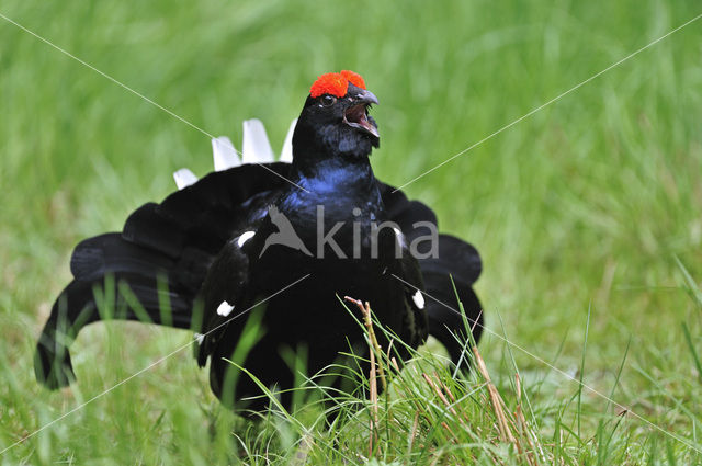 Black Grouse (Tetrao tetrix)