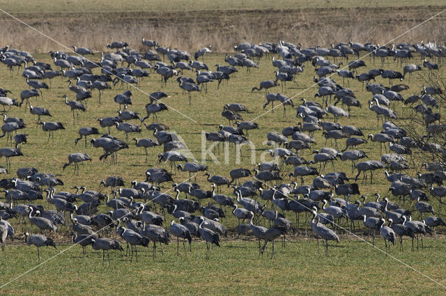 Kraanvogel (Grus grus)