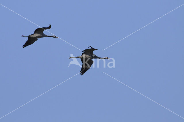 Kraanvogel (Grus grus)