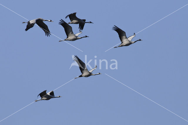 Kraanvogel (Grus grus)