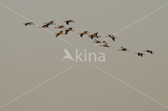 Common Crane (Grus grus)