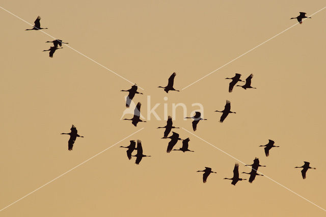 Common Crane (Grus grus)