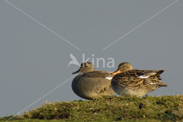 Gadwall (Anas strepera)