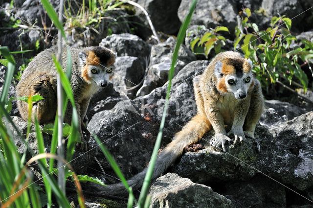 crowned lemur (Eulemur coronatus)