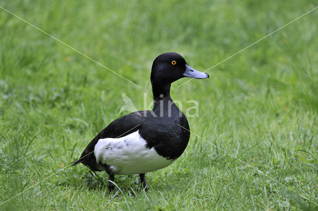 Tufted Duck (Aythya fuligula)