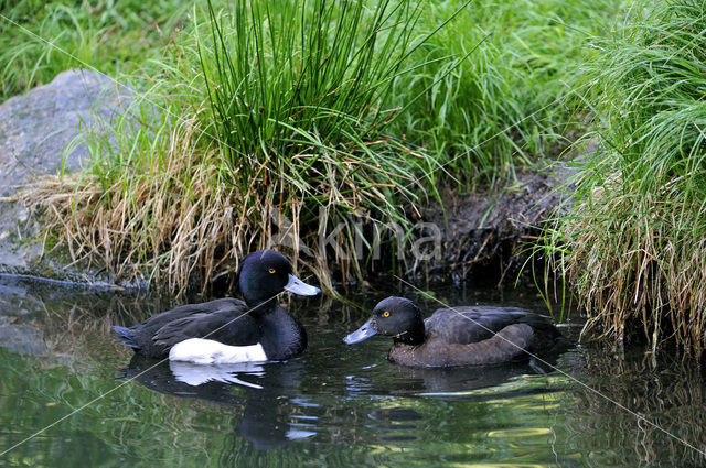 Tufted Duck (Aythya fuligula)