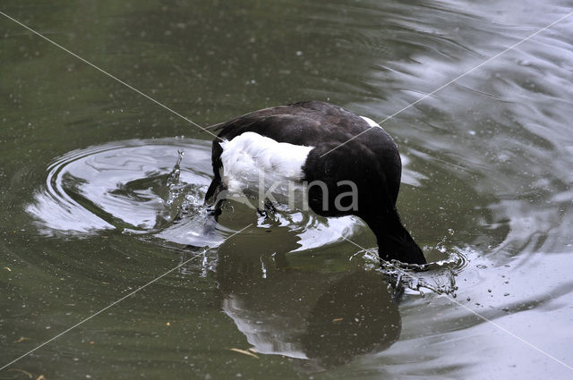 Tufted Duck (Aythya fuligula)