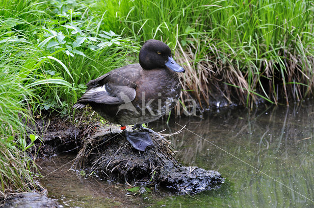 Tufted Duck (Aythya fuligula)