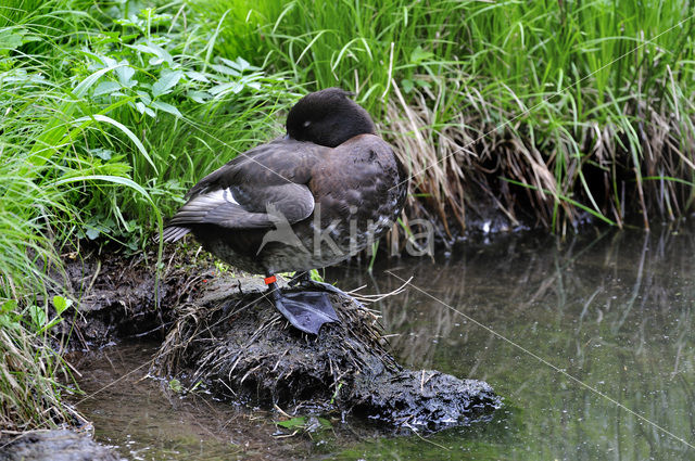 Tufted Duck (Aythya fuligula)