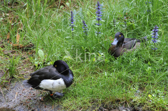 Tufted Duck (Aythya fuligula)