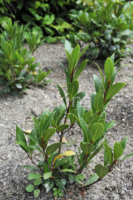 Laurier (Laurus nobilis)