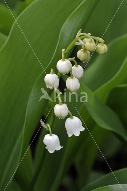 Lily-of-the-valley (Convallaria majalis)