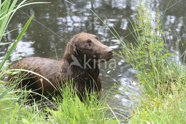 Liver Flat coated retriever (Canis domesticus)