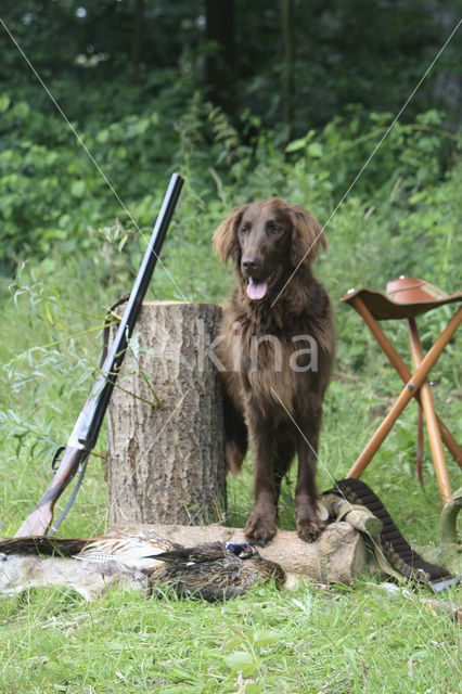 Liver Flat coated retriever (Canis domesticus)