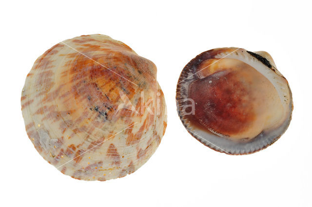 Marmerschelp (Glycymeris glycymeris)