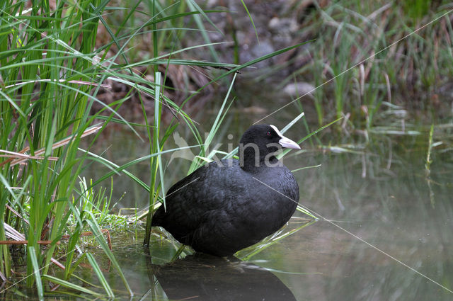 Common Coot (Fulica atra)