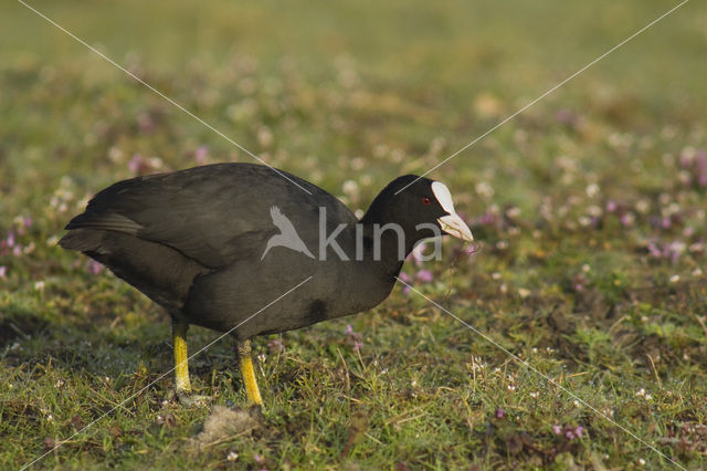 Common Coot (Fulica atra)