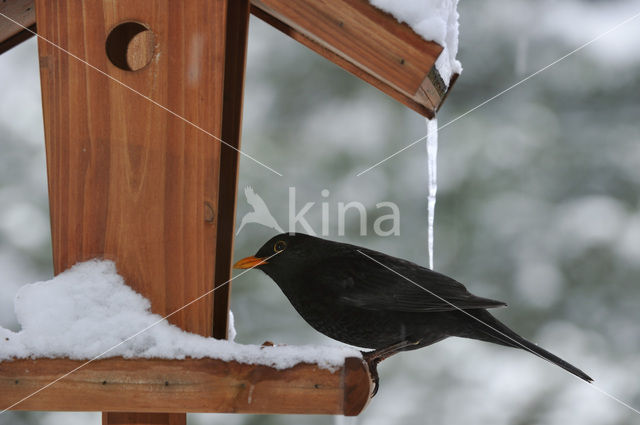 Merel (Turdus merula)