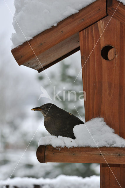 Merel (Turdus merula)