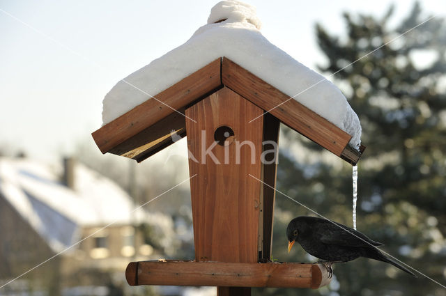 Eurasian Blackbird (Turdus merula)