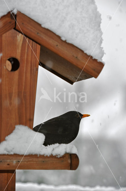 Merel (Turdus merula)