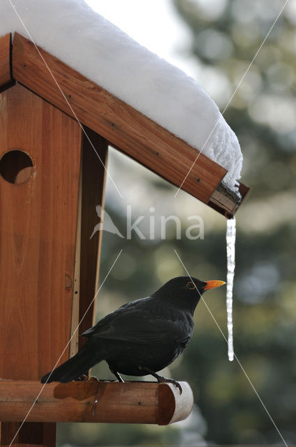 Eurasian Blackbird (Turdus merula)