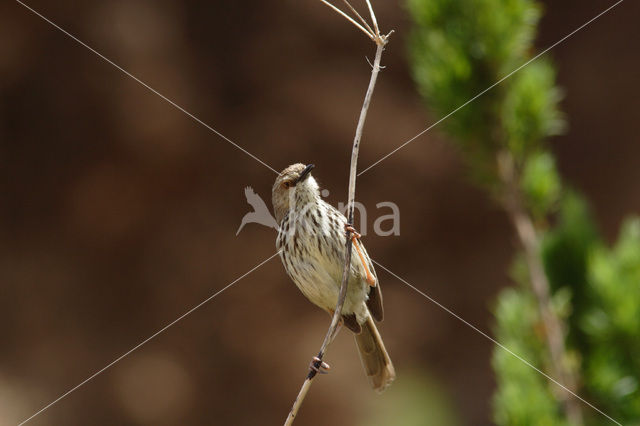 Namaqua-prinia (Phragmacia substriata)
