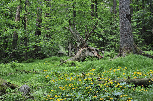 Bavarian Forest National Park