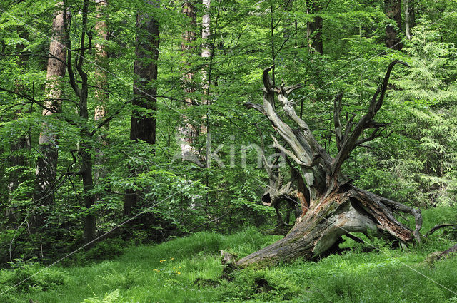 Bavarian Forest National Park