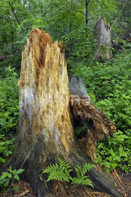 Bavarian Forest National Park