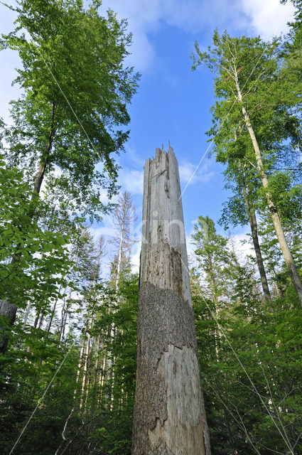 Bavarian Forest National Park