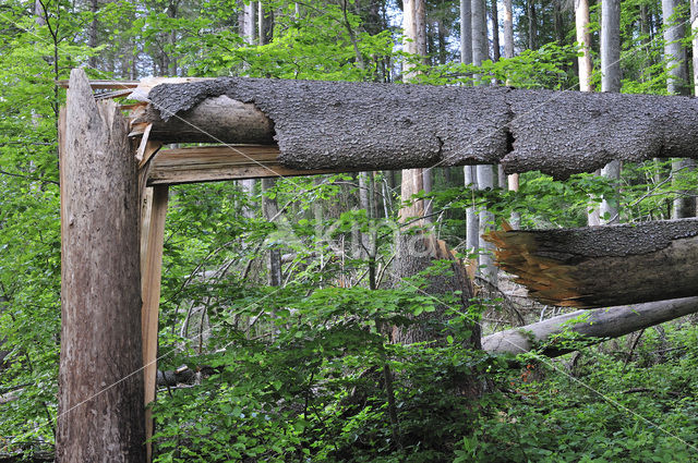 Bavarian Forest National Park