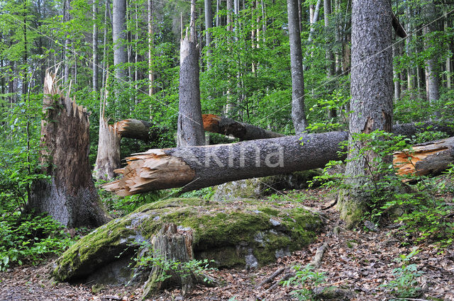 Nationaal park Beierse Woud