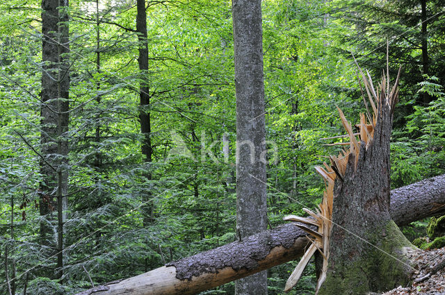 Nationaal park Beierse Woud