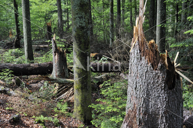 Nationaal park Beierse Woud