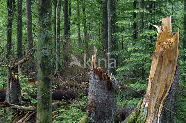 Bavarian Forest National Park