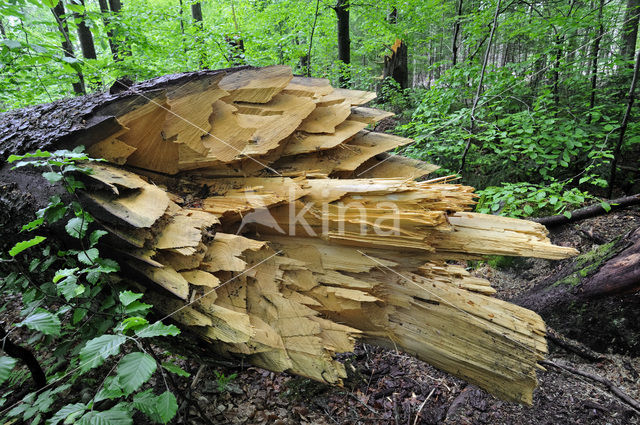 Nationaal park Beierse Woud