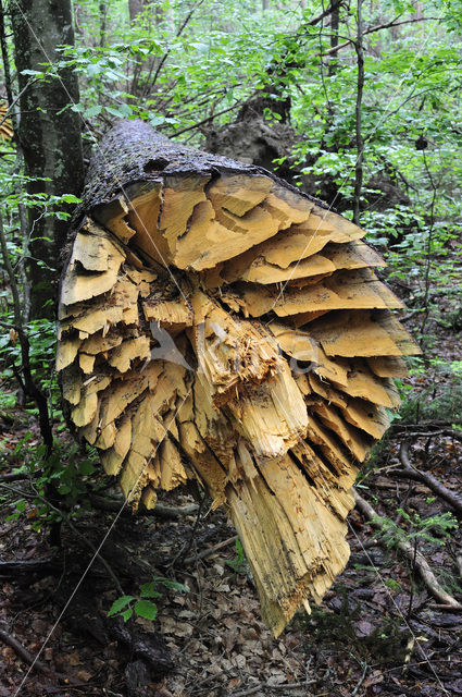 Bavarian Forest National Park