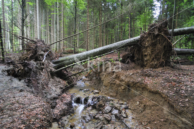 Nationaal park Beierse Woud