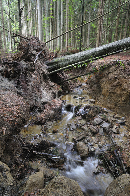 Bavarian Forest National Park