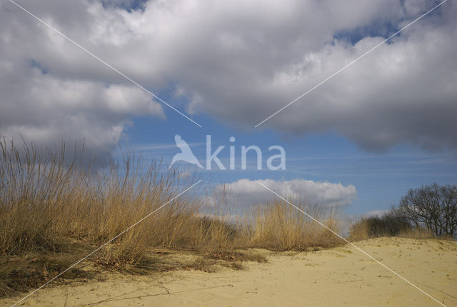 National Park Loonse en Drunense Duinen